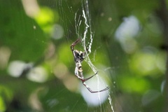 Argiope anasuja
