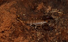 Euscorpius lesbiacus