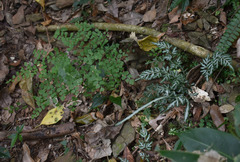Adiantum atroviride
