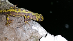 Triturus marmoratus