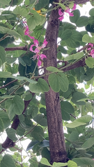 Bauhinia × blakeana