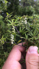Leucopogon fasciculatus