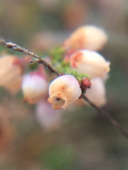 Erica gracilis