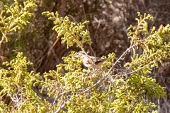 Curruca iberiae