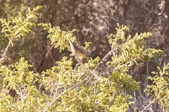 Curruca iberiae