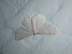 Asthena albulata
