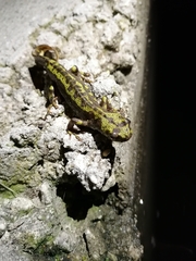 Triturus marmoratus