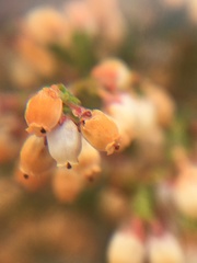 Erica gracilis