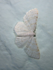 Asthena albulata