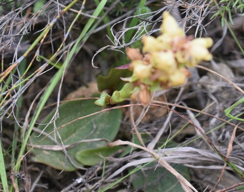 Image of Satyrium lupulinum by (c) Justin Ponder, some rights reserved (CC BY)