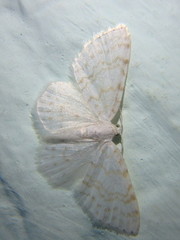 Asthena albulata
