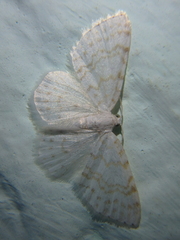 Asthena albulata