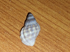 Agnewia tritoniformis