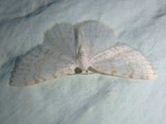 Asthena albulata