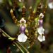 Oncidium laeve - Photo (c) Orchi, some rights reserved (CC BY-SA)