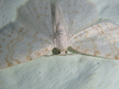 Asthena albulata