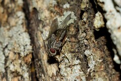 Phaonia mediterranea