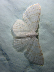 Asthena albulata