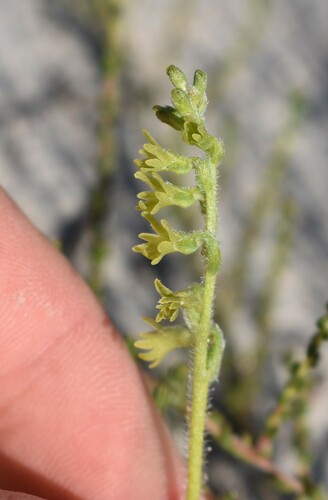 Image of Holothrix cernua by (c) Justin Ponder, some rights reserved (CC BY)