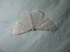 Asthena albulata
