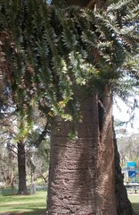 Araucaria bidwillii
