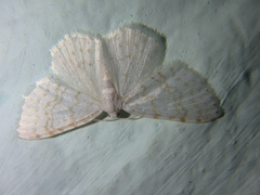 Asthena albulata