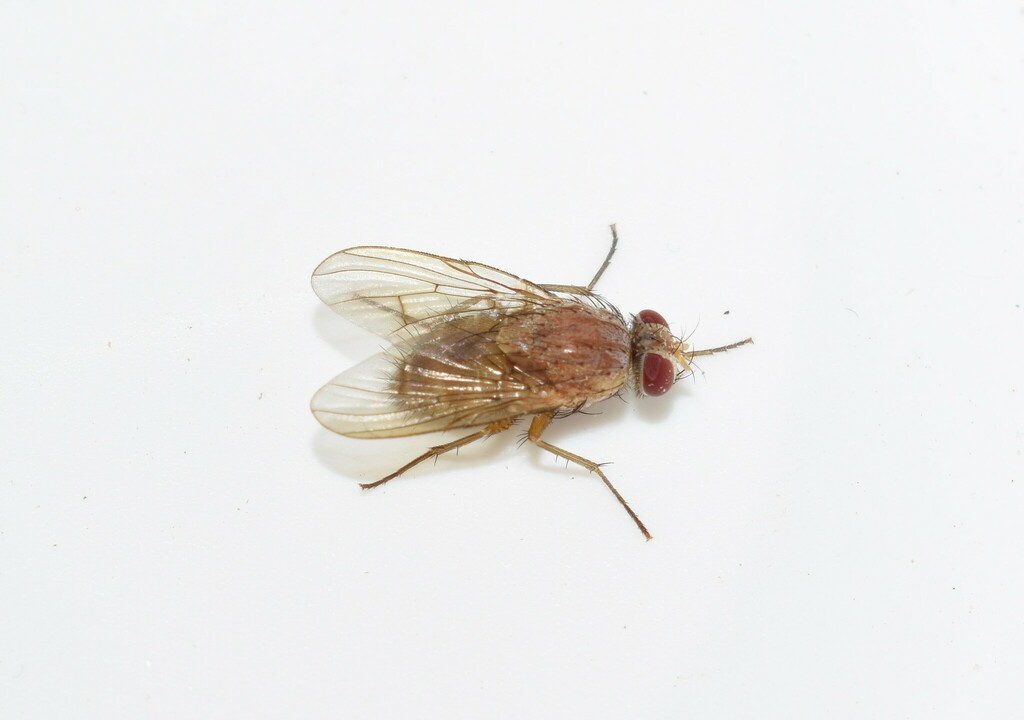 Phaonia regalis