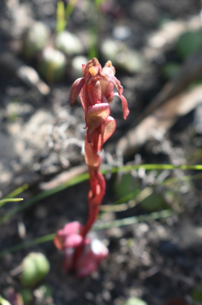 Satyrium lupulinum