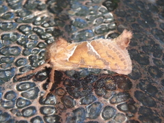 Triodia sylvina