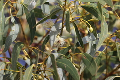 Eucalyptus leucoxylon