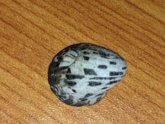 Nerita albicilla