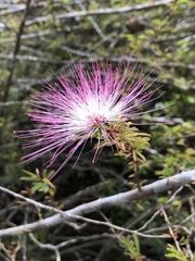 Calliandra selloi