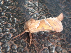 Triodia sylvina