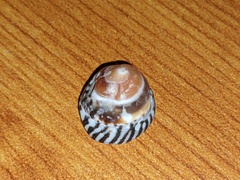 Bembicium nanum