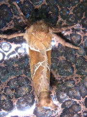 Triodia sylvina