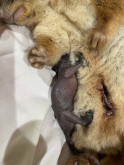 Pseudocheirus peregrinus