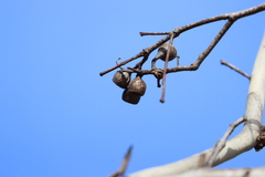 Eucalyptus leucoxylon
