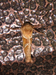 Triodia sylvina