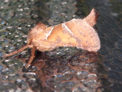 Triodia sylvina