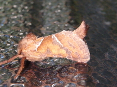 Triodia sylvina