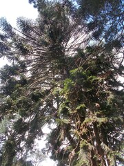 Araucaria bidwillii