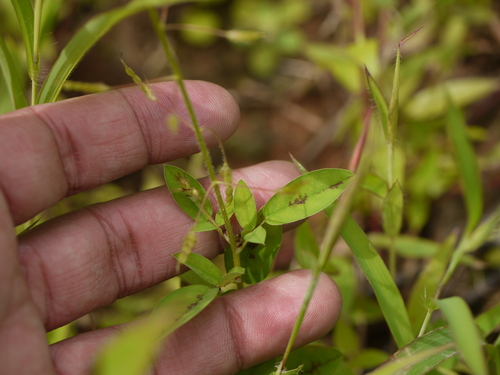 Desmodium alysicarpoides