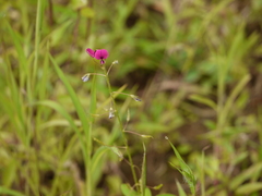 Alysicarpus parviflorus