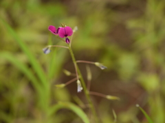 Alysicarpus parviflorus