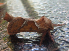 Triodia sylvina