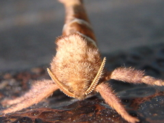 Triodia sylvina