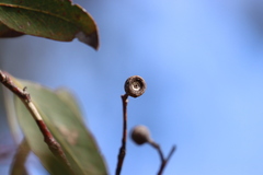 Eucalyptus leucoxylon