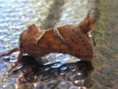 Triodia sylvina