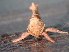 Triodia sylvina