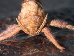 Triodia sylvina